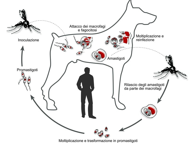 La Leishmaniosi canina